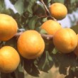 abricot de la variété 'Bergeron'