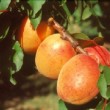 abricot de la variété 'Luizet'