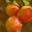 abricots de la variété 'Rouge du Roussillon'