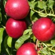 Nectarinier variété ' Jacquotte'