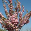 Photo de cerisier 'Kanzan' en pleine floraison prise par les Pépinières HUCHET