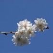Ensemble de fleurs de cerisier d'hiver (Mars)