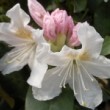 Photo de fleurs de rhododendron 'Cunningham's White' prise par les Pépinières HUCHET