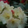 Superbes fleurs jaunes du Rhododendron 'Horizon Monarch'