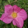 Rosa calocarpa  est un rosier cinnamomeae  non remontant.