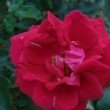 Rosa 'Etendard' est un rosier grimpant.