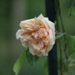 Rose prise au jardin de l'Hay les Roses