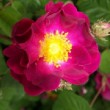 Belle fleur du rosier gallique 'Officinalis'
