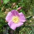  Rosa giraldi est un rosier cinnamomeae non remontant.