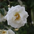 Rose blanche en gros plan