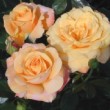 Magnifique fleurs du rosier 'Amber Flush' ® 