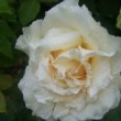 Rosa 'Anna Olivier' est un rosierancien.la floraison est remontante.