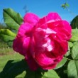 Rose 'Belle Doria'                                        - racines nues, 3 branches (20 à 30 cm)