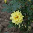 Rose jaune dans un parc