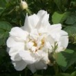 Rosa 'Blanche de Belgique' est un rosier ancien, hybride de Rosa alba.