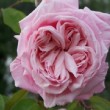  Rosa 'Blossomtime'  est un grimpant grandes fleurs remontant.