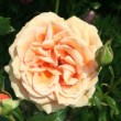 Rose 'Bora Bora' pleinement ouverte