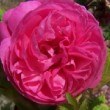 Jolie rose rouge.
