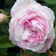 La rose 'Château de Namur' est une rose ancienne, un rosier gallique. 