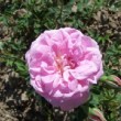 Rosa 'Champion of the World' est un rosier ancien.