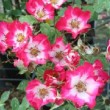 Photo de la rose 'Cherry Meillandecor'