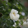 Photo de fleur blanche