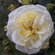 La rose 'Clarence House' est un rosier grimpant à grandes fleurs
