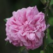 Collection de rose ancienne de l'Hay les roses