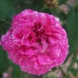 Rosa 'Cramoisi Picoté' est une rose ancienne du groupe des rosiers galliques.