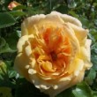  Rosa 'Deneb' est un très beau rosier moderne.