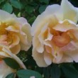  Rosa 'Fortune's Double Yellow' est un rosier chinensis, non remontant.