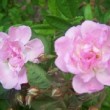  Rosa 'Hackeburg' est un rosier hybride de multiflora, non remontant.