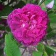  Rosa 'Indigo'  est un rosier portland remontant.u