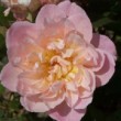  Rosa 'Irene Watts' est un rosier chinensis remontant.