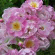 La rose 'Jubilé Loubert' est un rosier hybride de Rosa multiflora. 