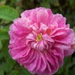 Rosa 'Ma Ponctuée'  est un rosier mousseux remontant.