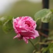 Rose bicolore en photo