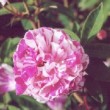 Très belle fleur de rosa 'Perle des Panachées'