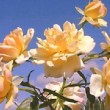 Bouquet de rose 'Phyllis Bide' dans un jardin