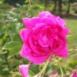 Jolie rose 'Roi du Siam' dans un parc