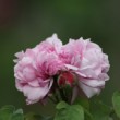 Fleur de la roserai de l'Hay les roses