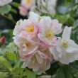Rose blanche rosée prise dans une collection