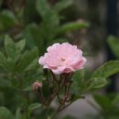 Rose de la roseraie de l'Hay les roses