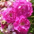  Rosa 'Taunusblümchen' est un rosier multiflora non remontant.