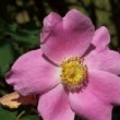  Rosa marginata  est un rosir ancien non remontant.