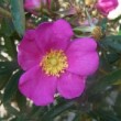  Rosa nitida  est un rossier cinnamomeae non remontant.