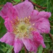  Rosa rhodonica  est un rosier ancien non remontant.