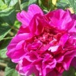  Rosa rugosa 'Hansa' est un hybride de rugosa.