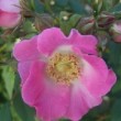  Rosa  setipoda est un rosier ancien cinnamomeae non remontant. 