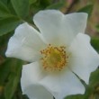  Rosa spaldingii  est un rosier ancien non remontant.